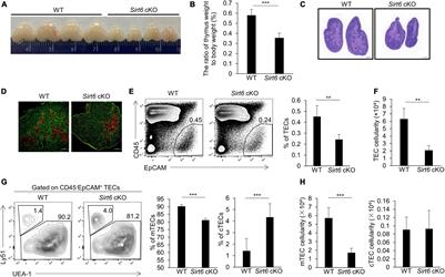 Sirt6 Regulates the Development of Medullary Thymic Epithelial Cells and Contributes to the Establishment of Central Immune Tolerance